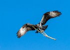 Osprey with Nesting Material - Judy Smith (Open).jpg
